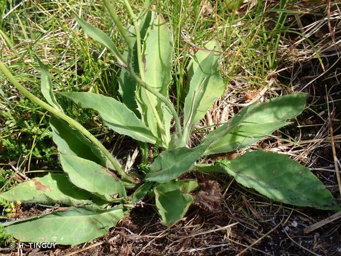 <i>Hieracium juranum</i> Rapin, 1842 © H. TINGUY