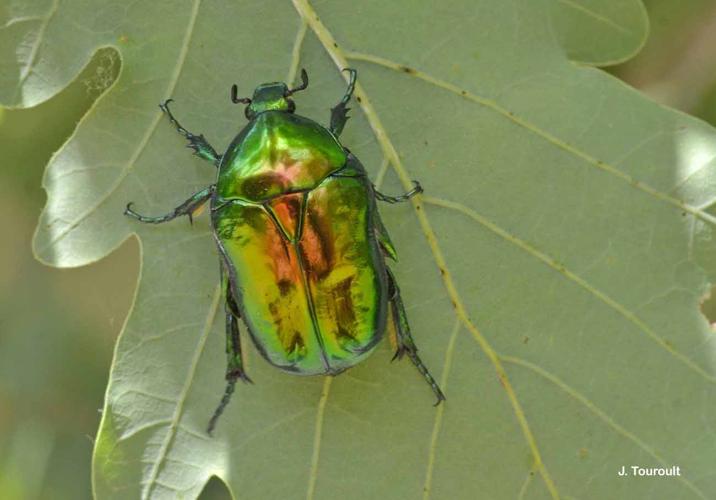 <i>Cetonischema speciosissima</i> (Scopoli, 1786) © J. Touroult