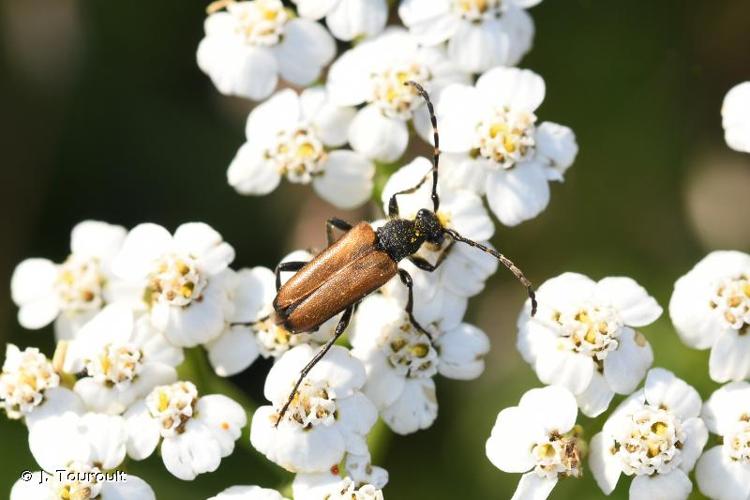 <i>Stictoleptura maculicornis</i> (De Geer, 1775) © J. Touroult