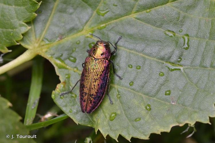 <i>Lamprodila rutilans</i> (Fabricius, 1777) © J. Touroult