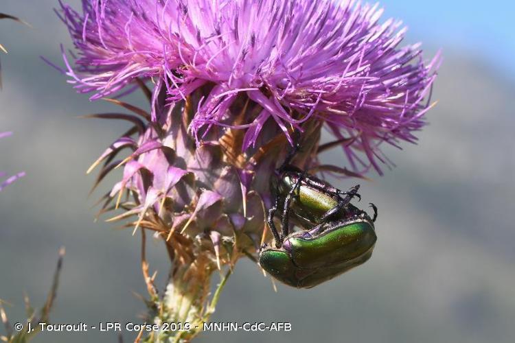 <i>Potosia cuprea cuprea</i> (Fabricius, 1775) © J. Touroult - LPR Corse 2019 - MNHN-CdC-AFB