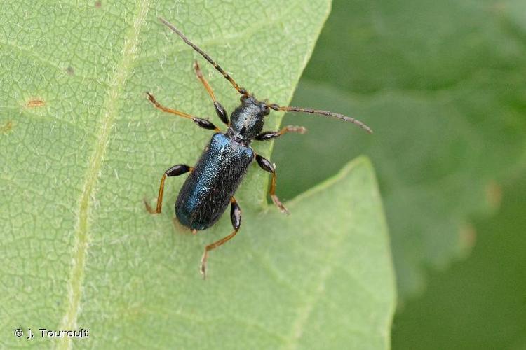 <i>Poecilium rufipes rufipes</i> (Fabricius, 1777) © J. Touroult