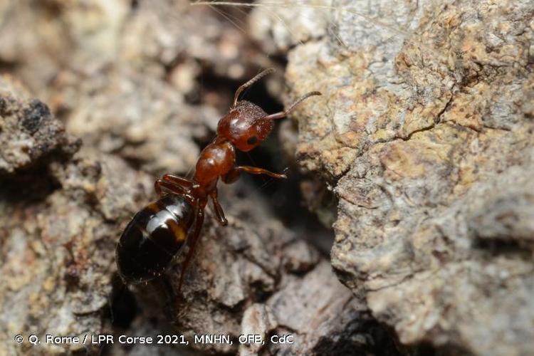 <i>Colobopsis truncata</i> (Spinola, 1808) © Q. Rome / LPR Corse 2021, MNHN, OFB, CdC