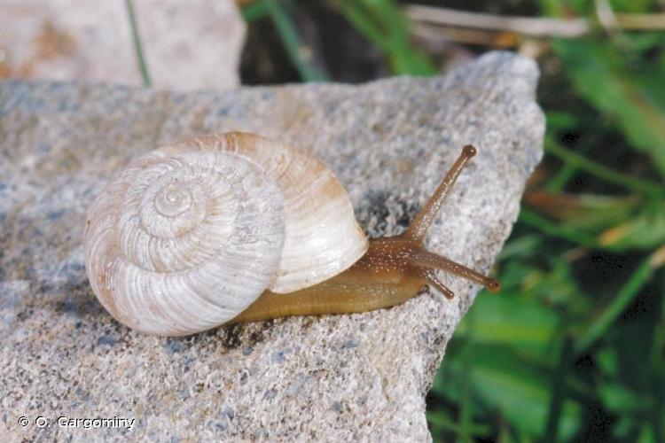 <i>Delphinatia fontenillii alpina</i> (Michaud, 1831) © O. Gargominy