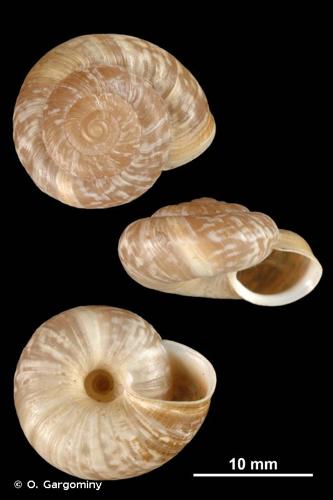 <i>Delphinatia fontenillii fontenillii</i> (Michaud, 1829) © O. Gargominy