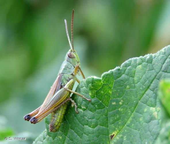 <i>Pseudochorthippus parallelus parallelus</i> (Zetterstedt, 1821) © S. Wroza