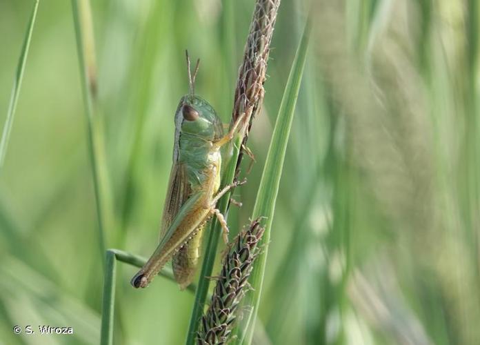 <i>Pseudochorthippus montanus</i> (Charpentier, 1825) © S. Wroza