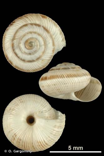 <i>Candidula rugosiuscula</i> (Michaud, 1831) © O. Gargominy