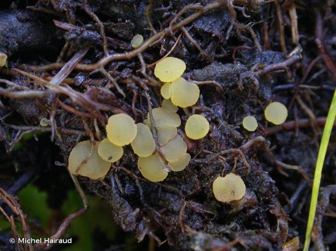 <i>Hymenoscyphus fulvidulus</i> (Boud.) Declercq & van der Gucht © Michel Hairaud