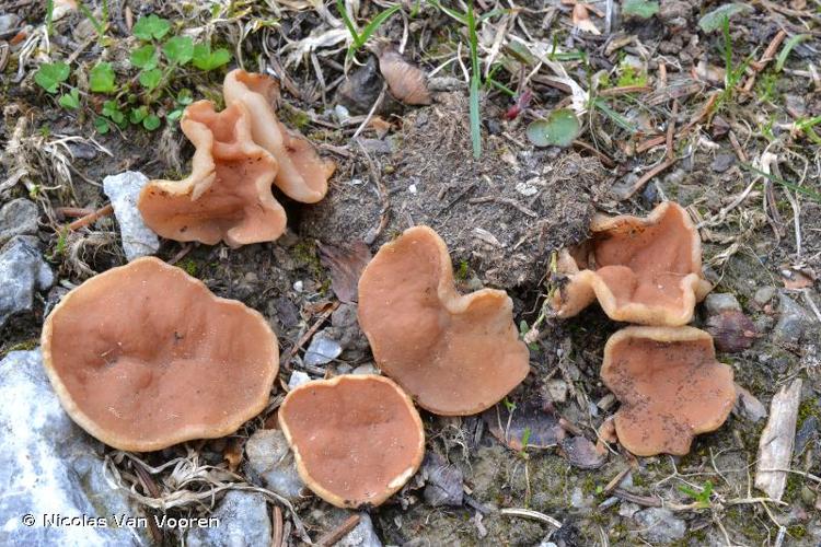 <i>Gyromitra accumbens</i> Harmaja, 1986 © Nicolas Van Vooren