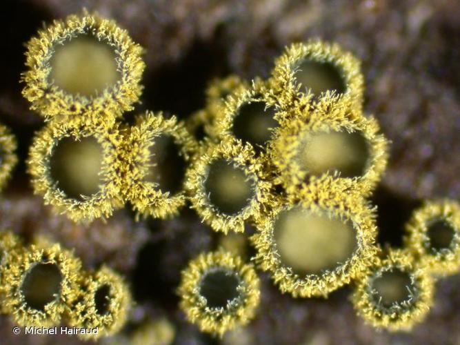 <i>Neodasyscypha cerina</i> (Pers.) Spooner, 2005 © Michel Hairaud