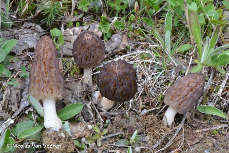 <i>Morchella conica </i>var.<i> purpurascens</i> (Krombh. ex Boud.) Boud., 1907 © Nicolas Van Vooren