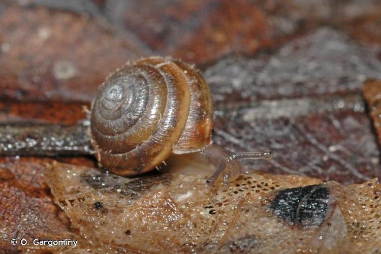 <i>Edentiella edentula edentula</i> (Draparnaud, 1805) © O. Gargominy