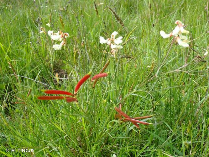 <i>Lathyrus pannonicus </i>(Jacq.) Garcke, 1863 var.<i> pannonicus</i> © H. TINGUY