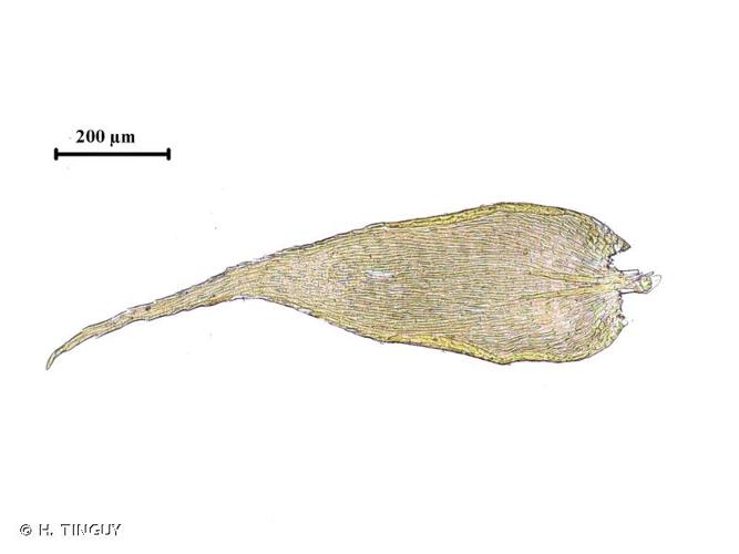 <i>Jochenia pallescens</i> (Hedw.) Hedenäs, Schlesak & D.Quandt, 2018 © H. TINGUY