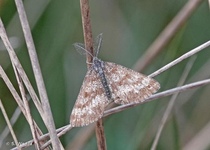 <i>Ematurga atomaria atomaria</i> (Linnaeus, 1758) © S. Wroza