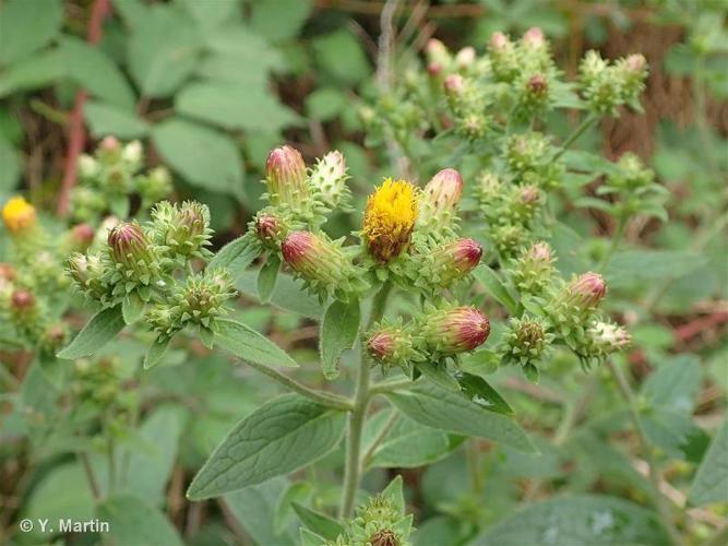 <i>Inula conyzae</i> (Greiss.) DC., 1836 © 