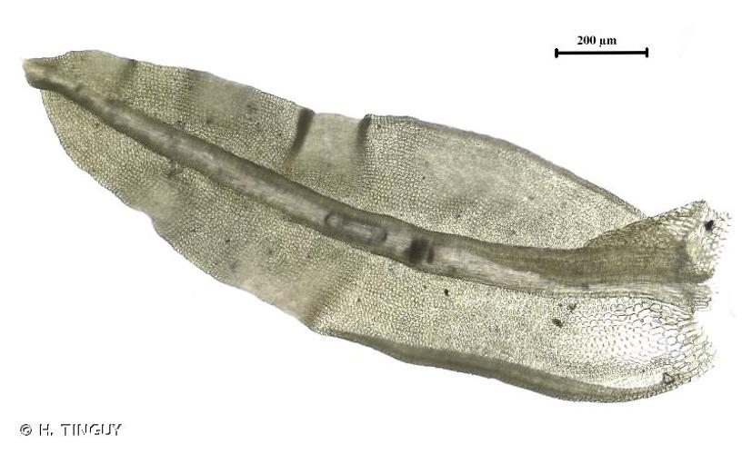 <i>Streblotrichum convolutum </i>var.<i> commutatum</i> (Jur.) J.J.Amann, 1918 © H. TINGUY