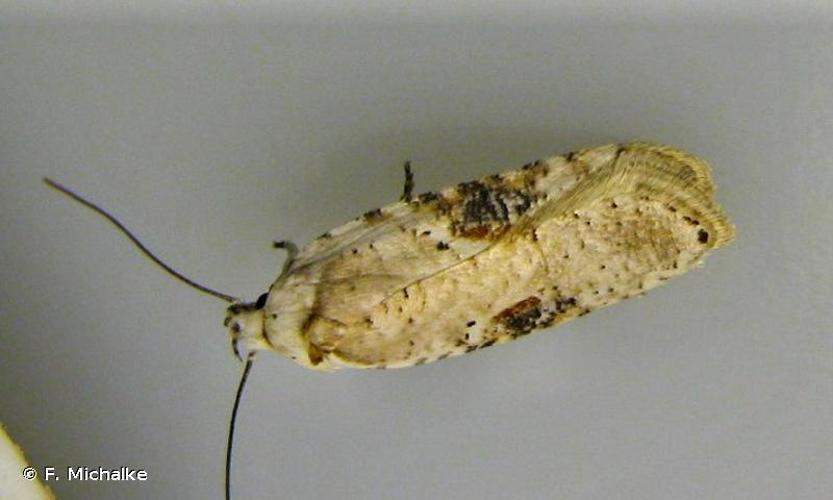 <i>Agonopterix alstroemeriana</i> (Clerck, 1759) © F. Michalke