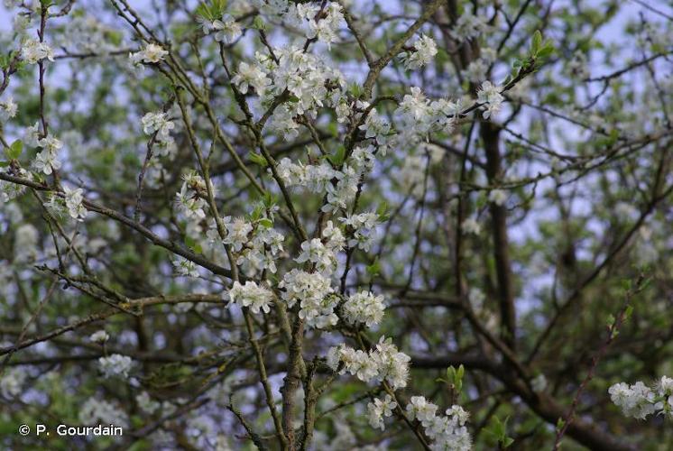 <i>Prunus domestica </i>var.<i> insititia</i> (L.) Fiori & Paol., 1898 © P. Gourdain