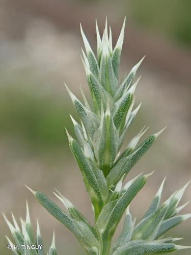 <i>Salsola squarrosa </i>subsp.<i> controversa</i> (Tod. ex Lojac.) Mosyakin, 2017 © H. TINGUY