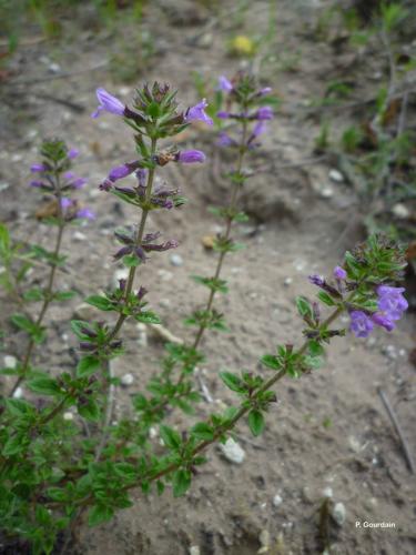 <i>Ziziphora acinos</i> (L.) Melnikov, 2016 © P. Gourdain