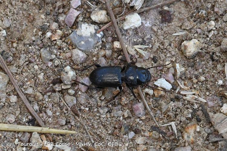 <i>Dixus clypeatus</i> (Rossi, 1790) © J. Touroult - LPR Corse - MNHN, CdC, OFB