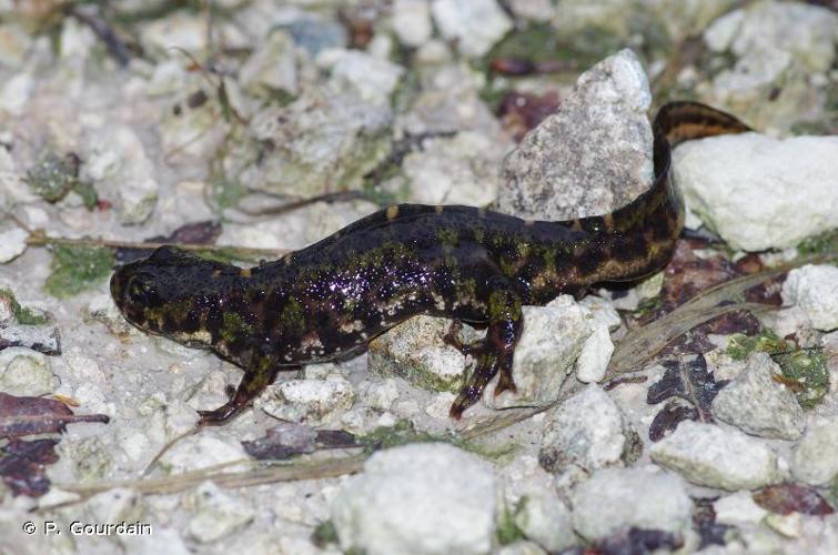 <i>Triturus cristatus </i>x<i> T. marmoratus</i> © P. Gourdain