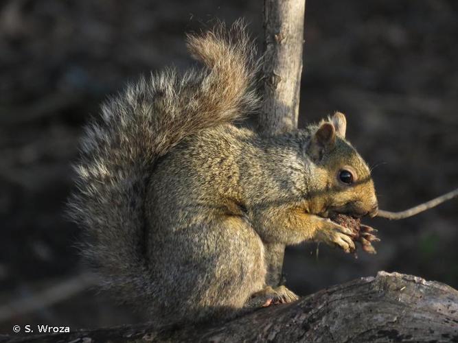 <i>Sciurus carolinensis</i> Gmelin, 1788 © S. Wroza