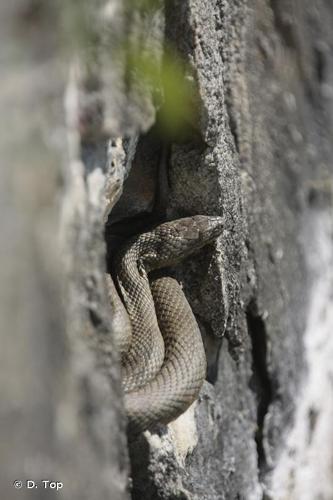 <i>Natrix tessellata</i> (Laurenti, 1768) © D. Top