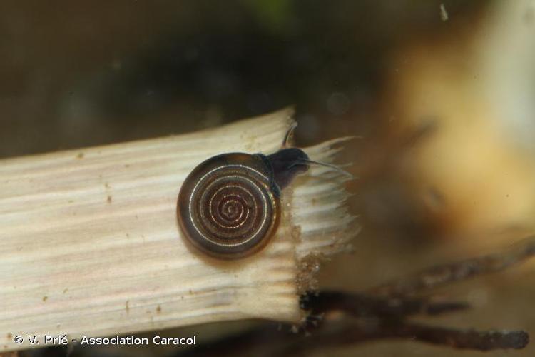 <i>Bathyomphalus contortus</i> (Linnaeus, 1758) © V. Prié - Association Caracol