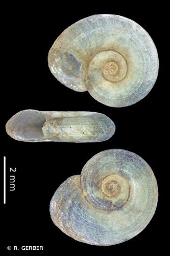 <i>Gyraulus albus</i> (O.F. Müller, 1774) © R. GERBER