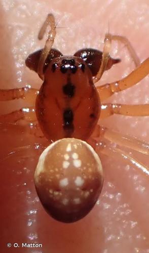 <i>Pachygnatha listeri</i> Sundevall, 1830 © O. Matton