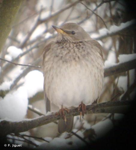 <i>Turdus atrogularis</i> Jarocki, 1819 © F. Jiguet