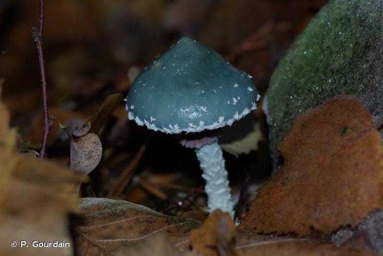 <i>Stropharia aeruginosa</i> (Curtis) Quél., 1872 © P. Gourdain