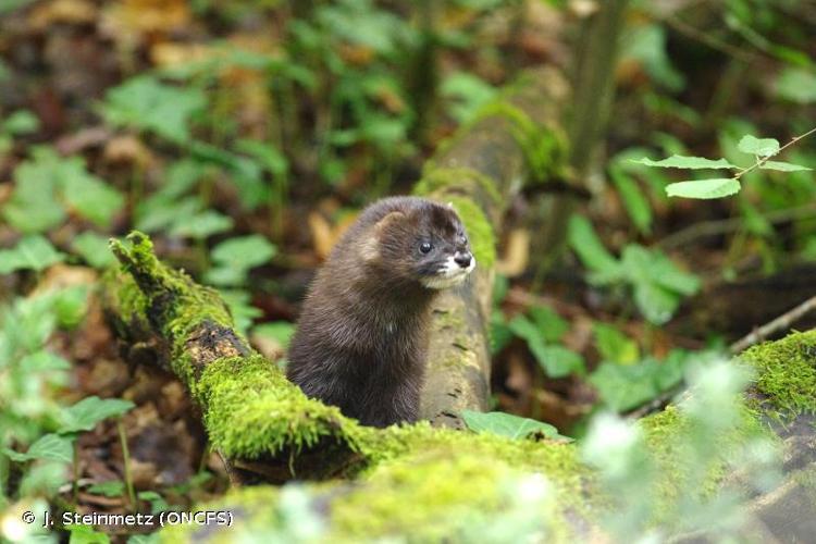 <i>Mustela lutreola</i> (Linnaeus, 1761) © J. Steinmetz (ONCFS)