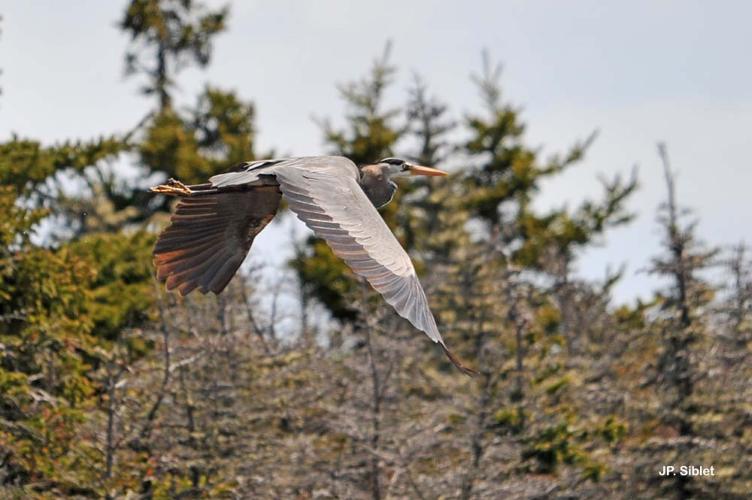 <i>Ardea herodias</i> Linnaeus, 1758 © J.P. Siblet