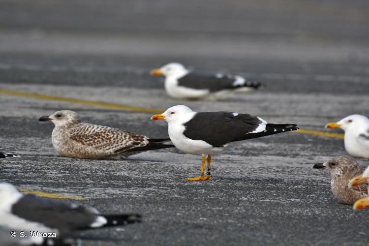 <i>Larus fuscus intermedius</i> Schioler, 1922 © S. Wroza