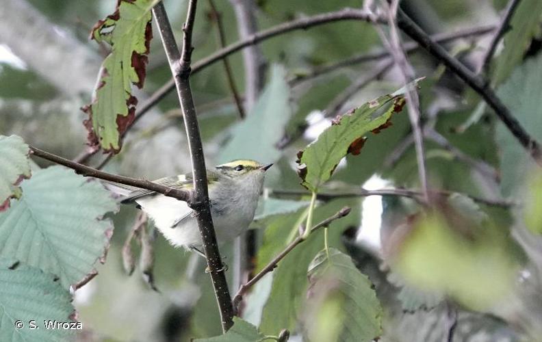 <i>Phylloscopus proregulus</i> (Pallas, 1811) © S. Wroza