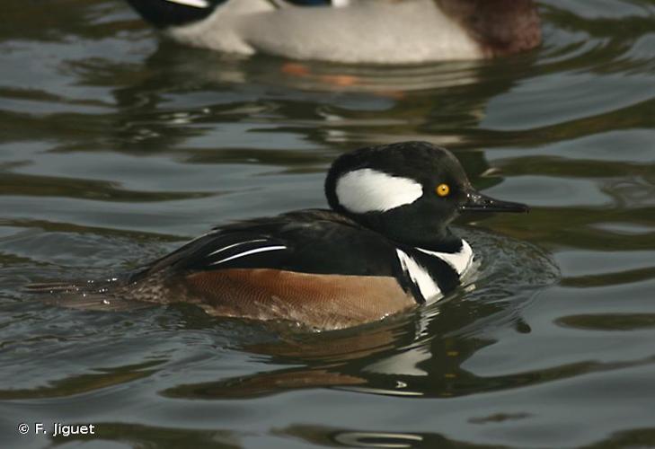 <i>Lophodytes cucullatus</i> (Linnaeus, 1758) © F. Jiguet