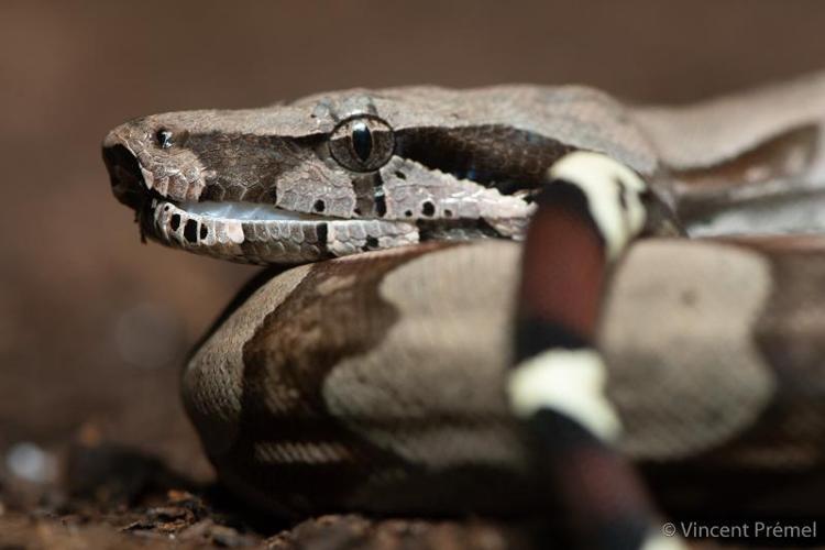 <i>Boa constrictor</i> Linnaeus, 1758 © 