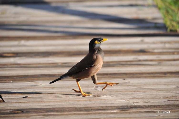 <i>Acridotheres tristis</i> (Linnaeus, 1766) © J.P. Siblet