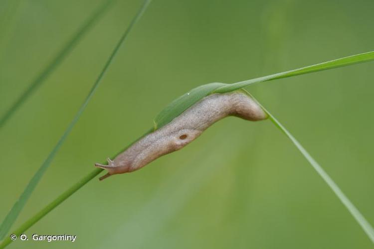 <i>Deroceras reticulatum</i> (O.F. Müller, 1774) © O. Gargominy