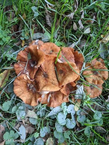 <i>Armillaria mellea</i> (Vahl) P.Kumm., 1871 © M. Ghislain