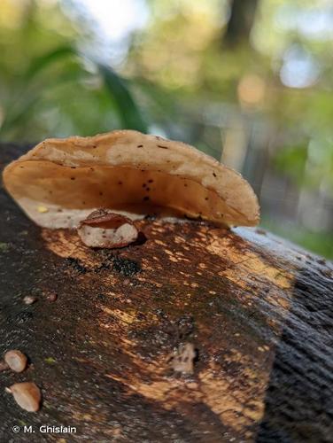 <i>Auricularia auricula-judae</i> (Bull.) Quél., 1886 © M. Ghislain