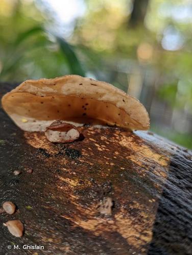 <i>Auricularia auricula-judae</i> (Bull.) Quél., 1886 © M. Ghislain