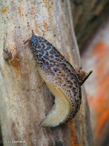 <i>Limax maximus</i> Linnaeus, 1758 © L. Léonard