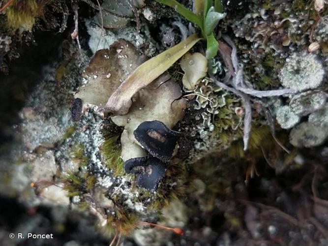 <i>Peltigera venosa</i> (L.) Hoffm., 1789 © R. Poncet