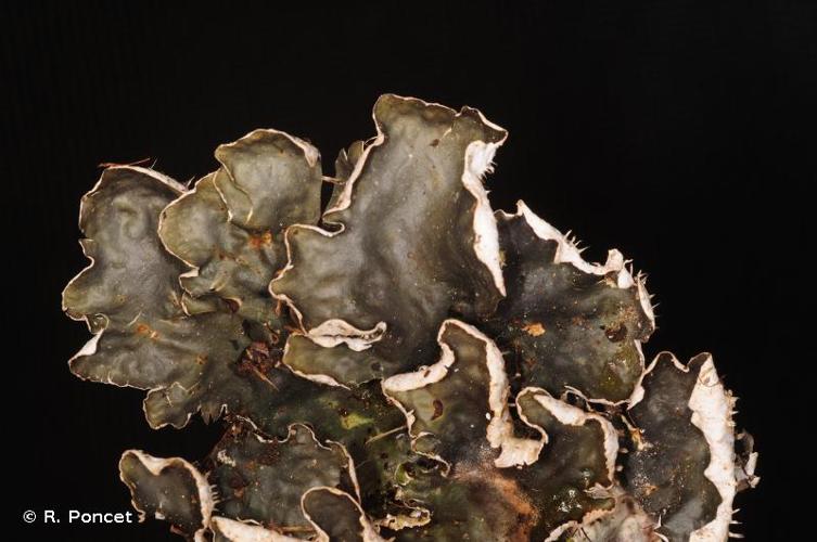 <i>Peltigera hymenina</i> (Ach.) Delise, 1830 © R. Poncet