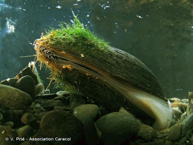 <i>Potomida littoralis</i> (Cuvier, 1798) © V. Prié - Association Caracol